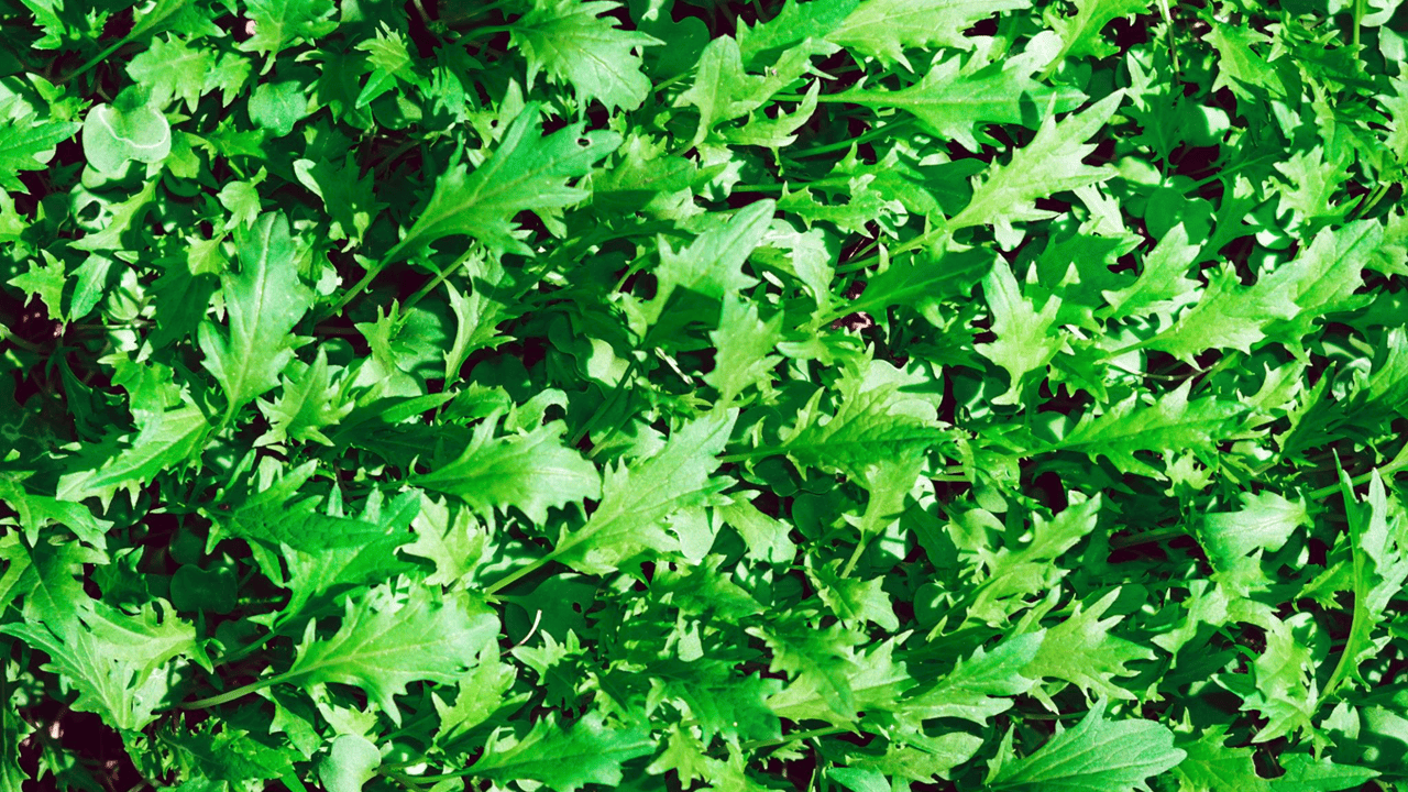 루꼴라 특징과 영양 비교