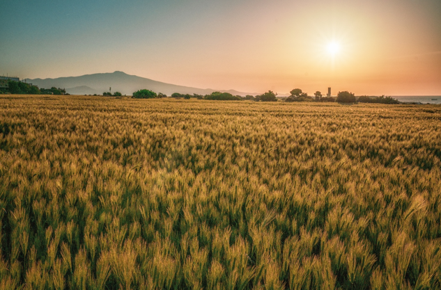 가파도 청보리 축제