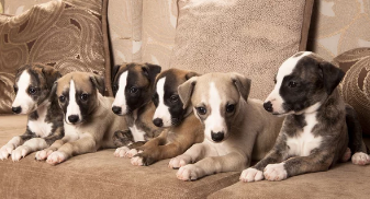 휘핏/출처:어도비스톡