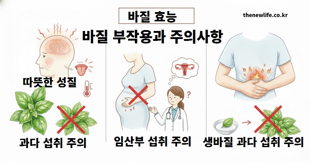 체질에 따른 부작용을 예방하고 안전하게 섭취하기 위한 바질 효능 주의사항 이미지