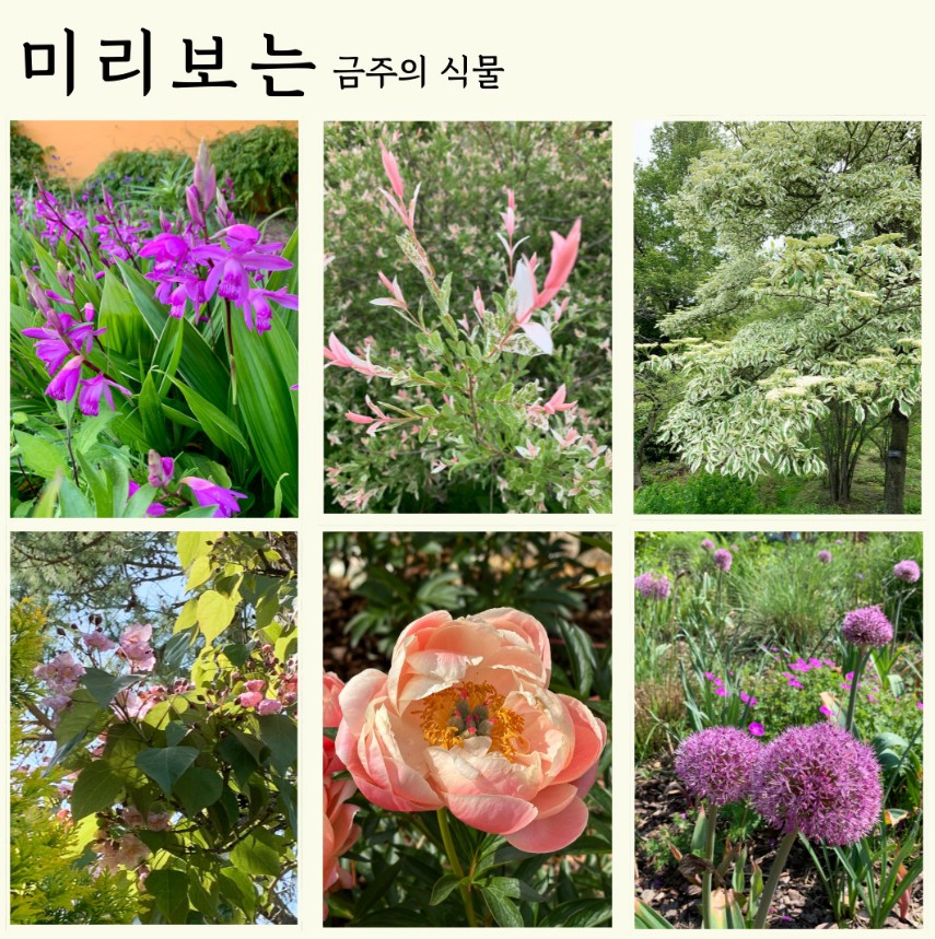 천리포수목원 에서 볼수 있는 꽃