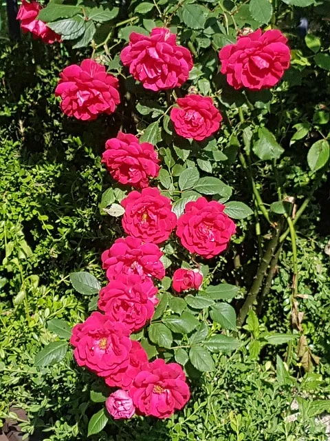 봄 이미지 일러스트 따뜻한 봄 꽃 예쁜 이미지_9