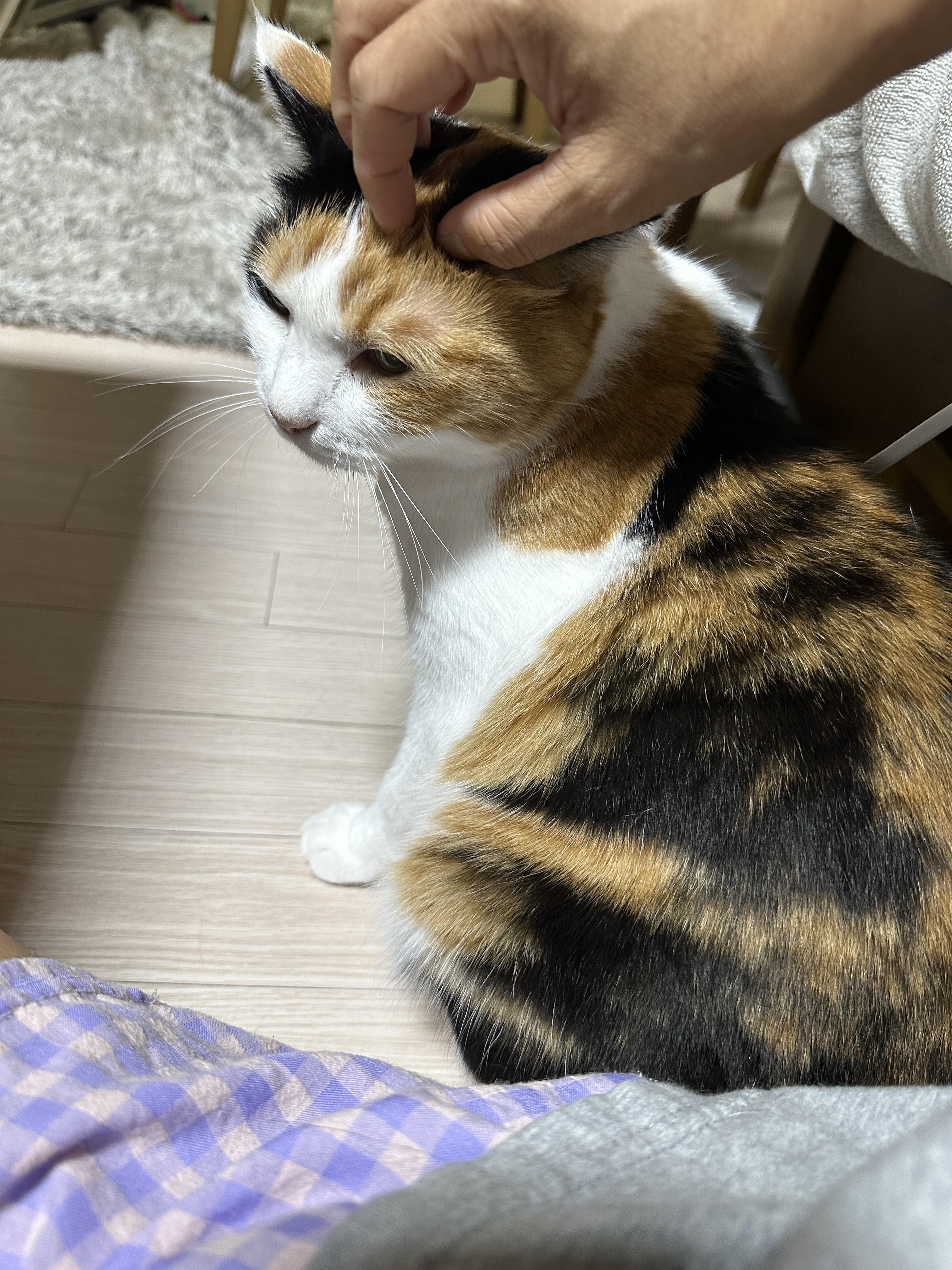 엄마한테_쓰담쓰담_받는_요미