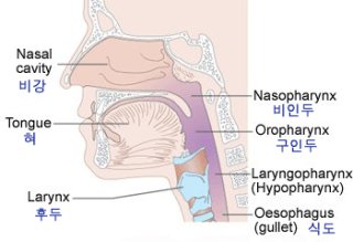 비인두암 치료 방법과 예후