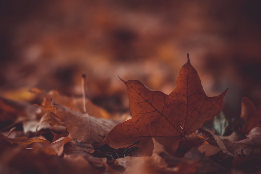 Seasonal