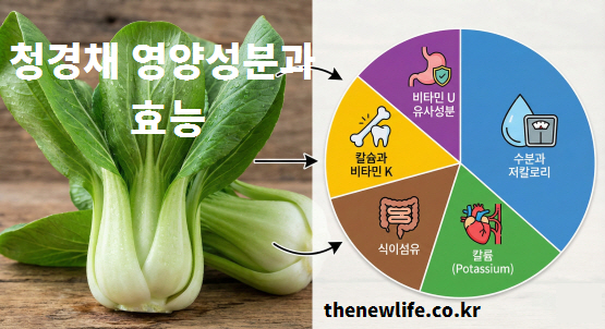 비타민U, 칼륨, 식이섬유 등 청경채의 5가지 핵심 영양성분과 주요 건강 효능을 정리한 인포그래픽