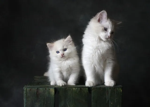 고양이 털 알레르기 완화 방법과 생활 관리 팁_6