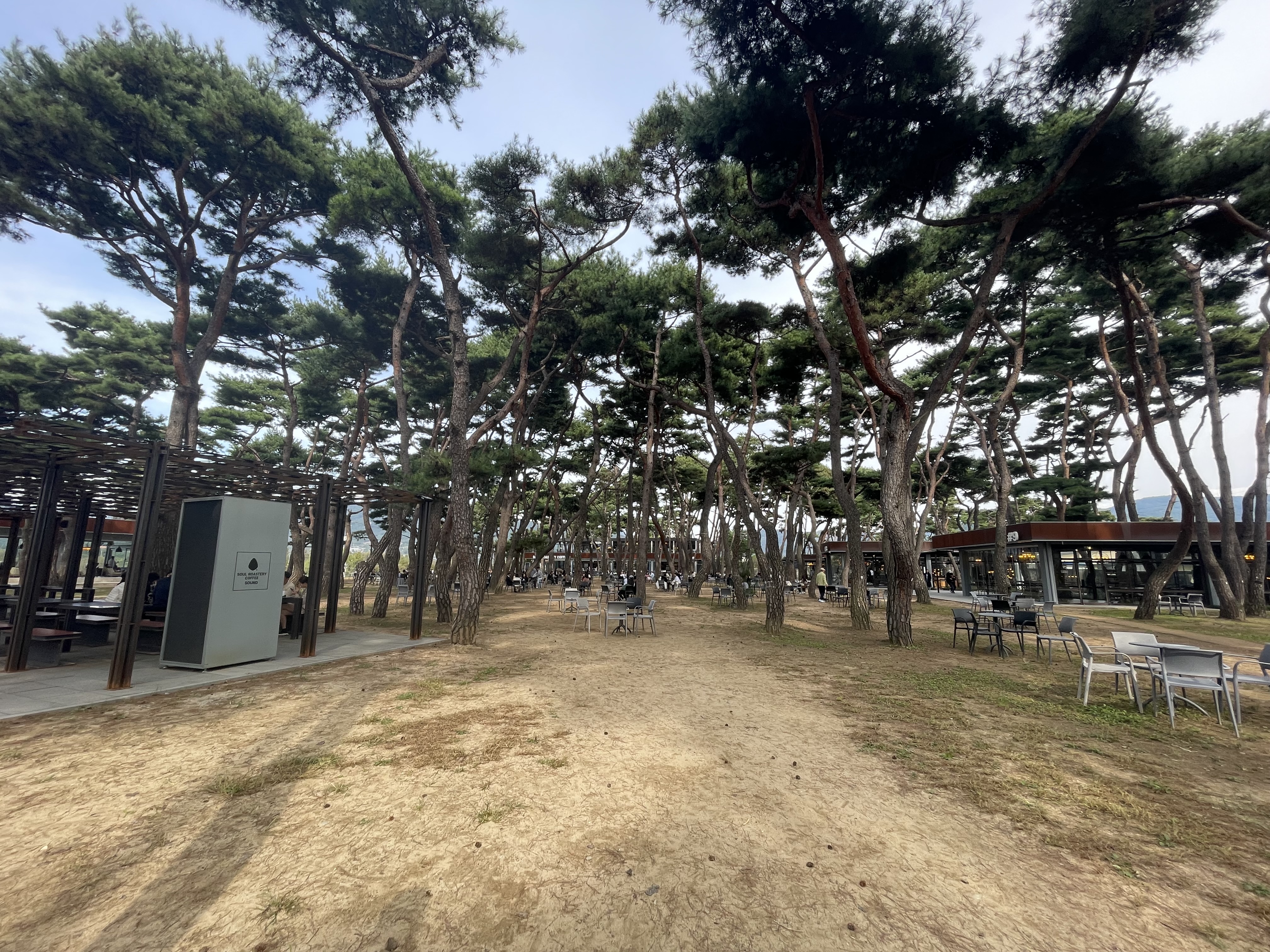 춘천 소울 로스터리 카페 소나무 숲과 룸