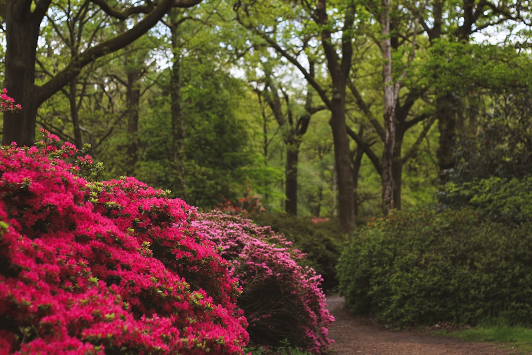 Azalea