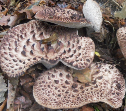 능이버섯 채취시기