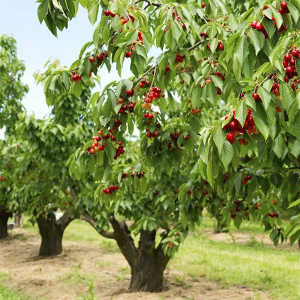 체리나무 재배법 건강한 과일 나무 키우기_8