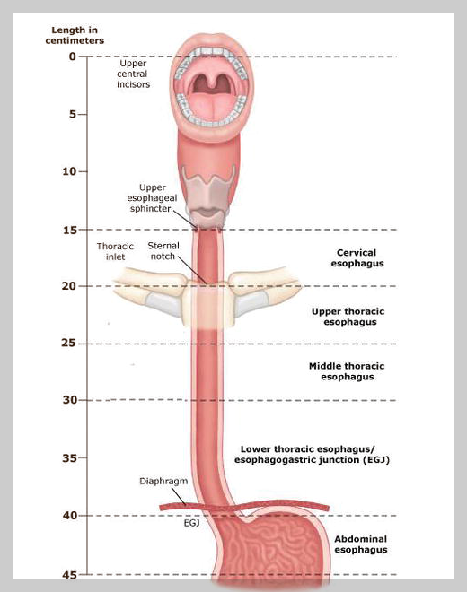 식도 상세 해부학