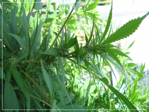 대마종자유 부작용 및 주의사항