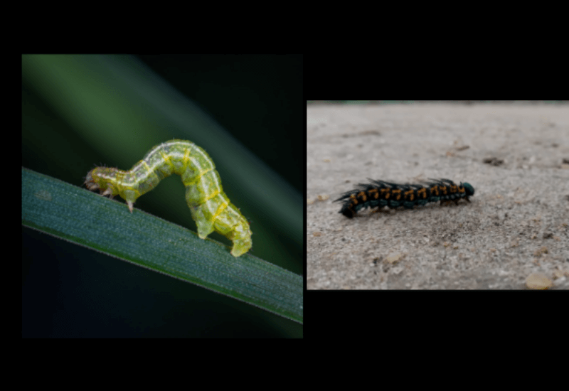 송충이 사진 2장