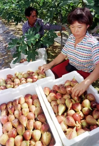 무화과 재배 가지 전정 하우스 보온 수확 연장_10