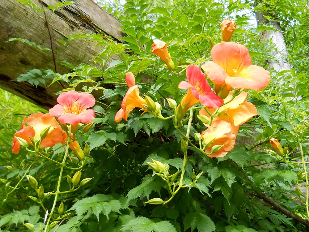 홍제천 물레방아 능소화(Chinese Trumpet Creeper)