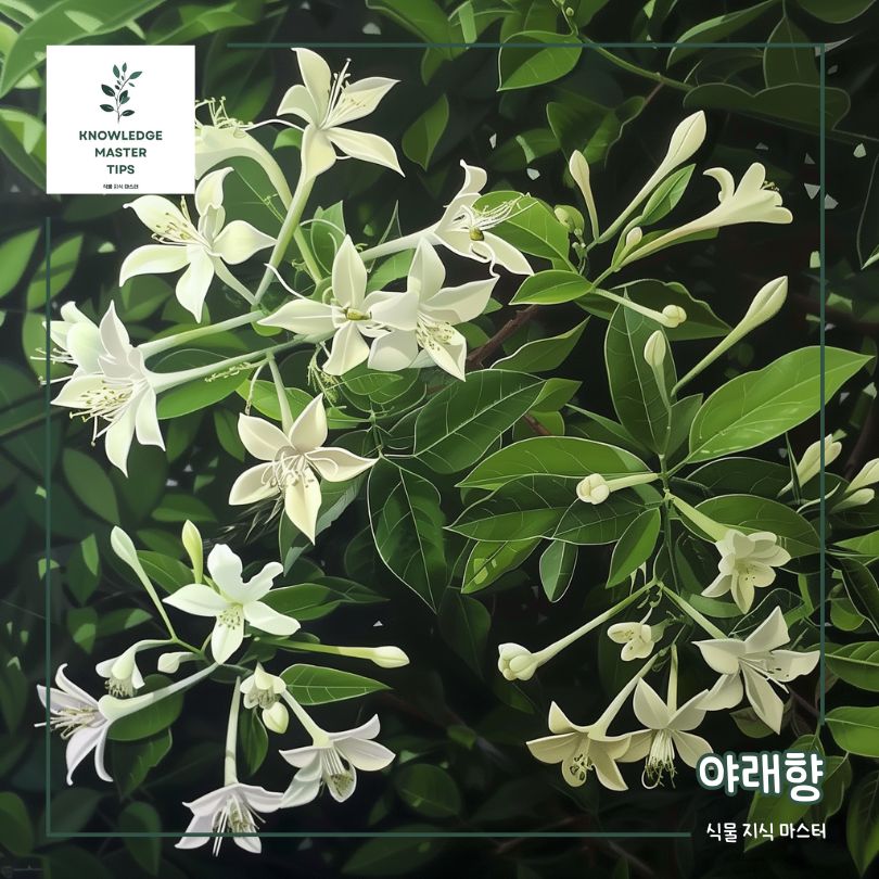 천연 모기기피제 - 야래향