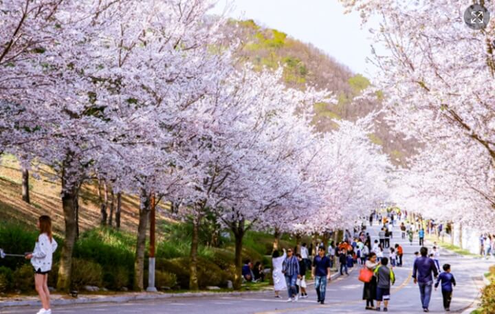 2024-벚꽃-개화-시기,-홍천-비발디파크