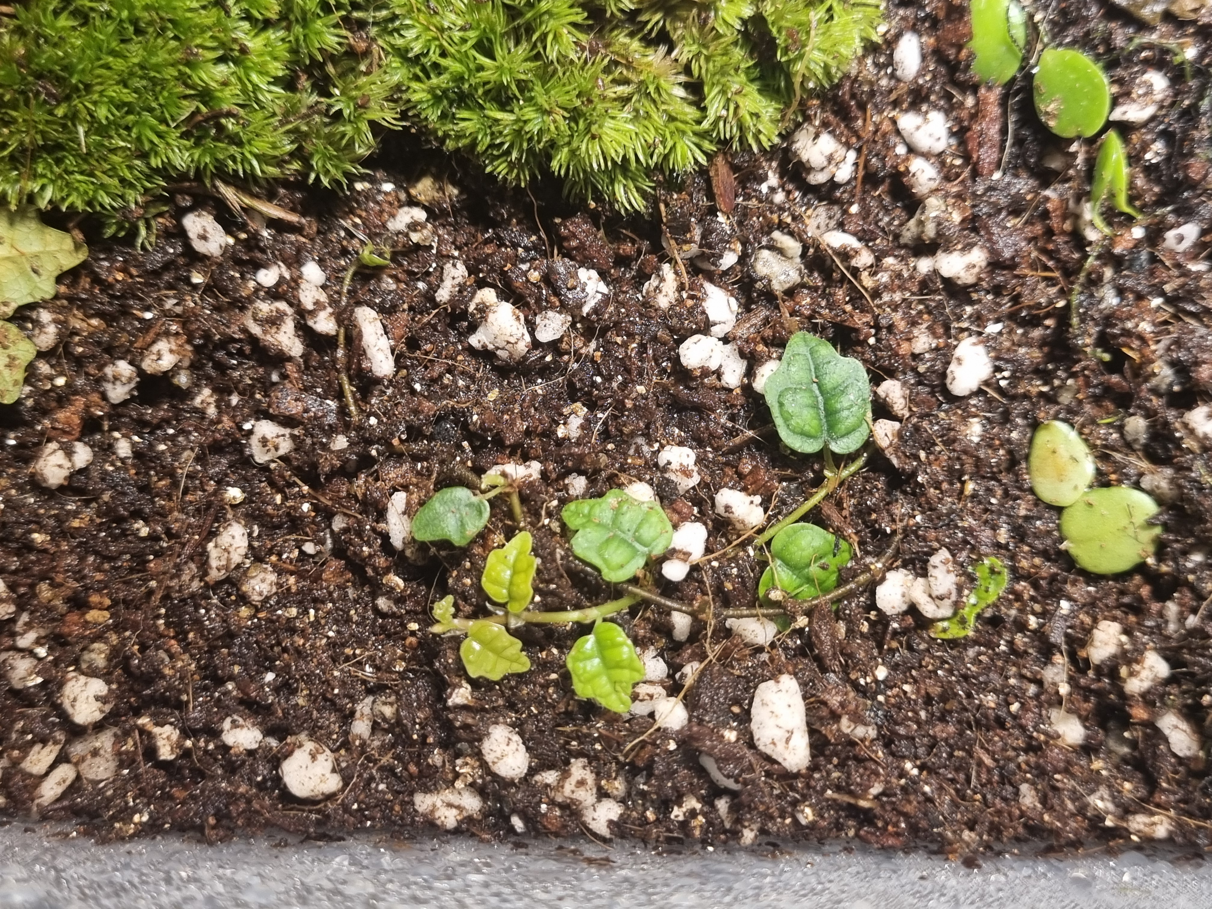 제주애기모람 새 잎 나는 모습