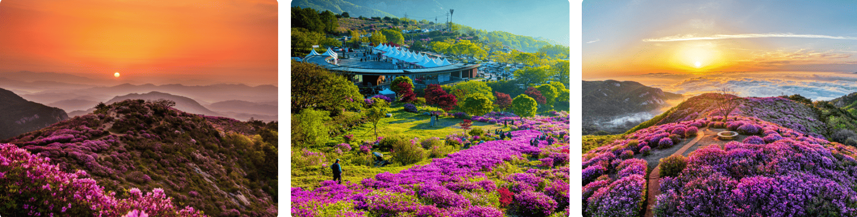 황매산 철쭉제