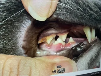 고양이치주염 증상 진단 치료 및 예방법_22