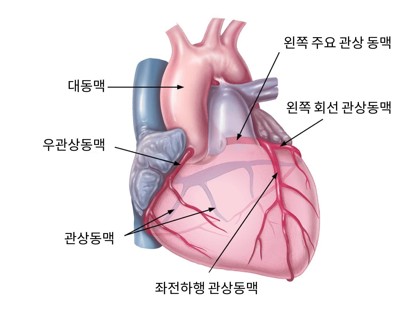 심장