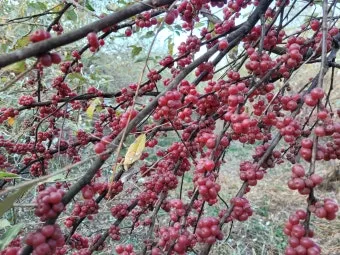 보리수나무 재배 전정 관리 착과 유도 열매 활용_5