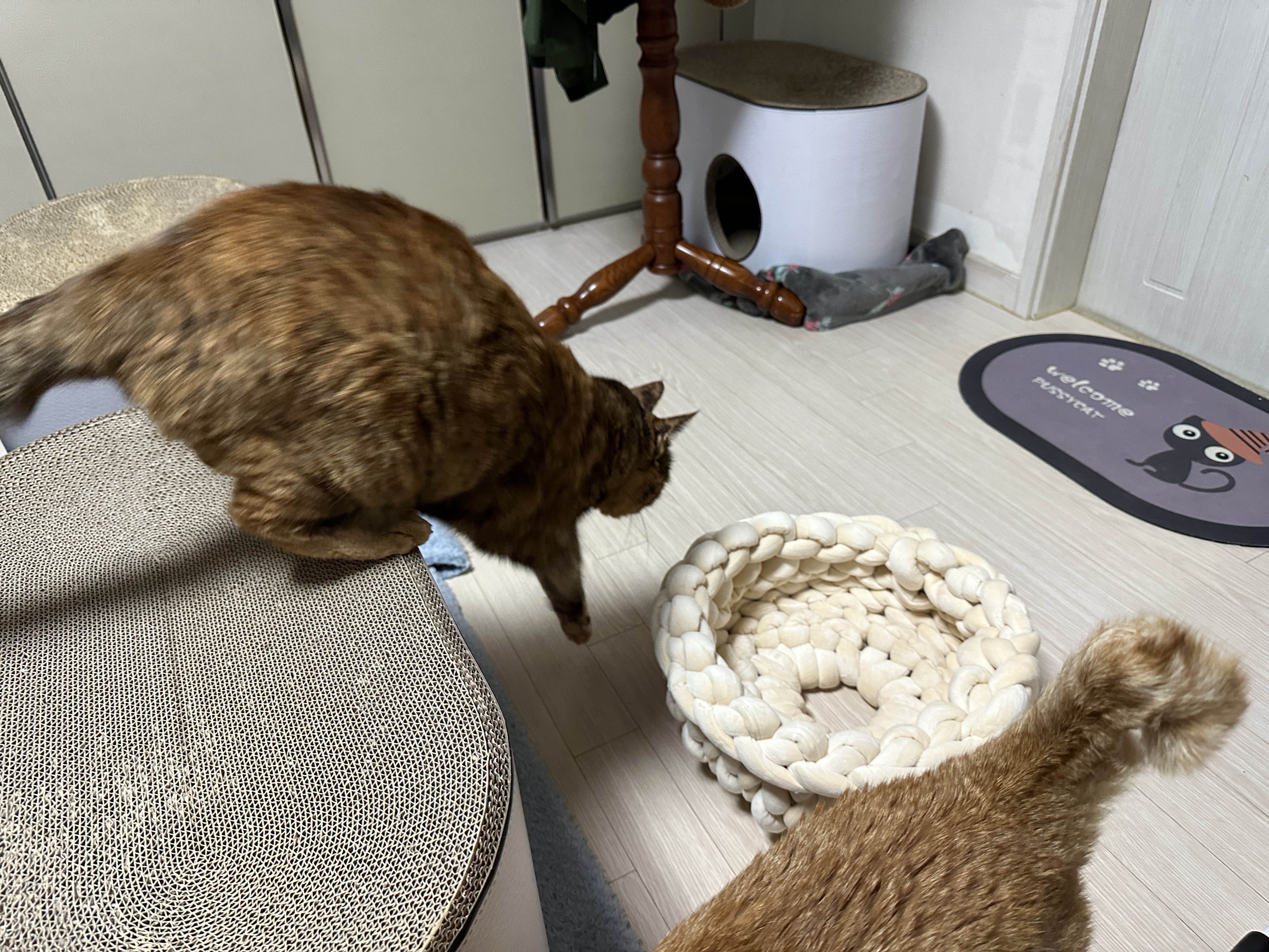 항아리바구니로_뛰어내려가는_카오스고양이_사랑이