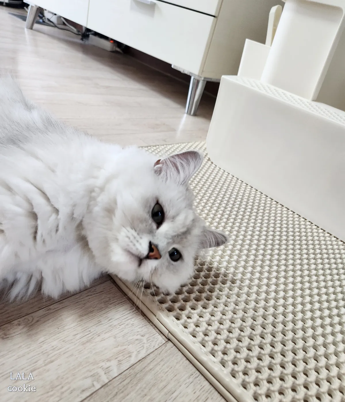 고양이-모래-바꾼-후기-반응-바닥에-누운-고양이