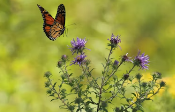 밀크씨슬 효과 복용법