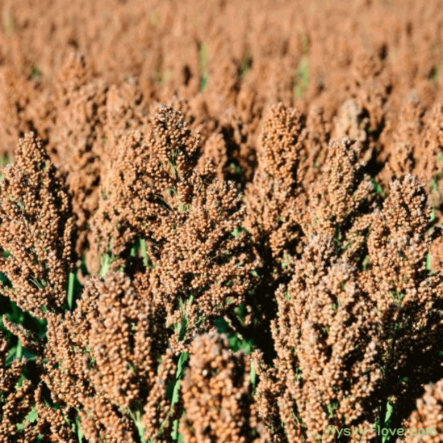 고지혈증에 효과적인 수수