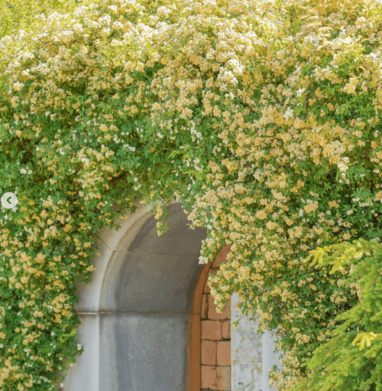 진해 보타닉 뮤지엄-인스타그램 출저