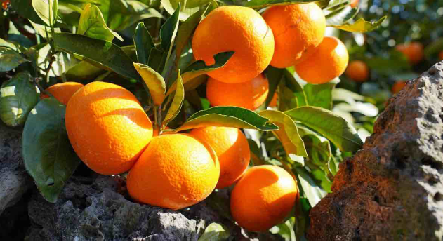 감귤 관련 사진