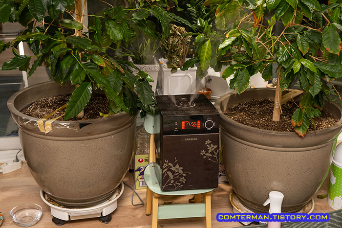 거실 커피나무 월동 가습