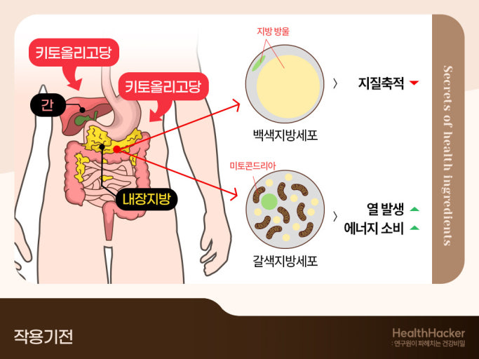 키토올리고당 효능 부작용 먹는 방법 보관법 분말 성분 물엿차이
