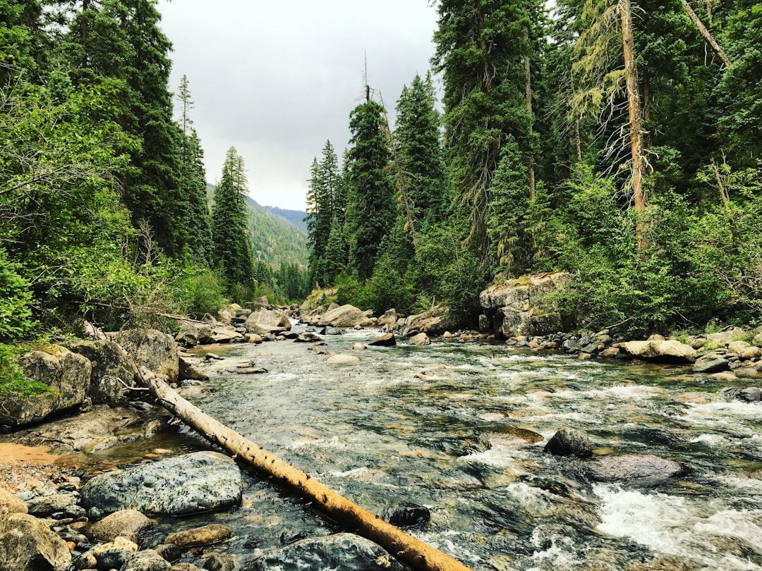 Trout