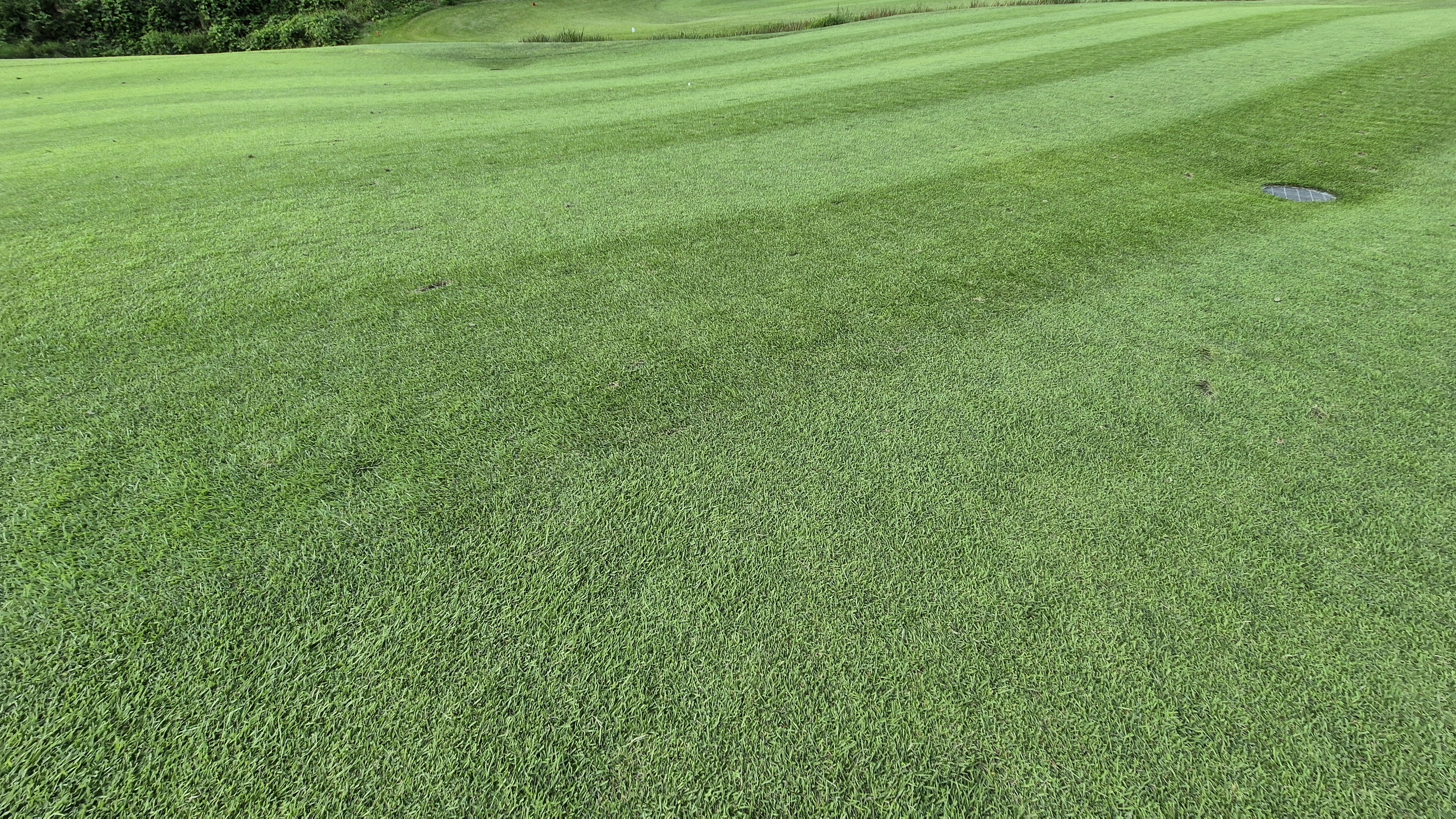 오크힐스cc 코스관리 상태