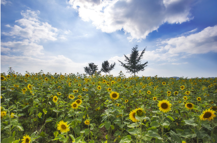 &lsquo;전북 고창&rsquo; 성곽 도시의 숨겨진 매력