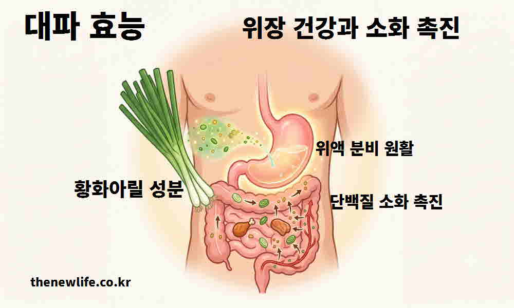 대파 효능 위장 건강 소화 촉진