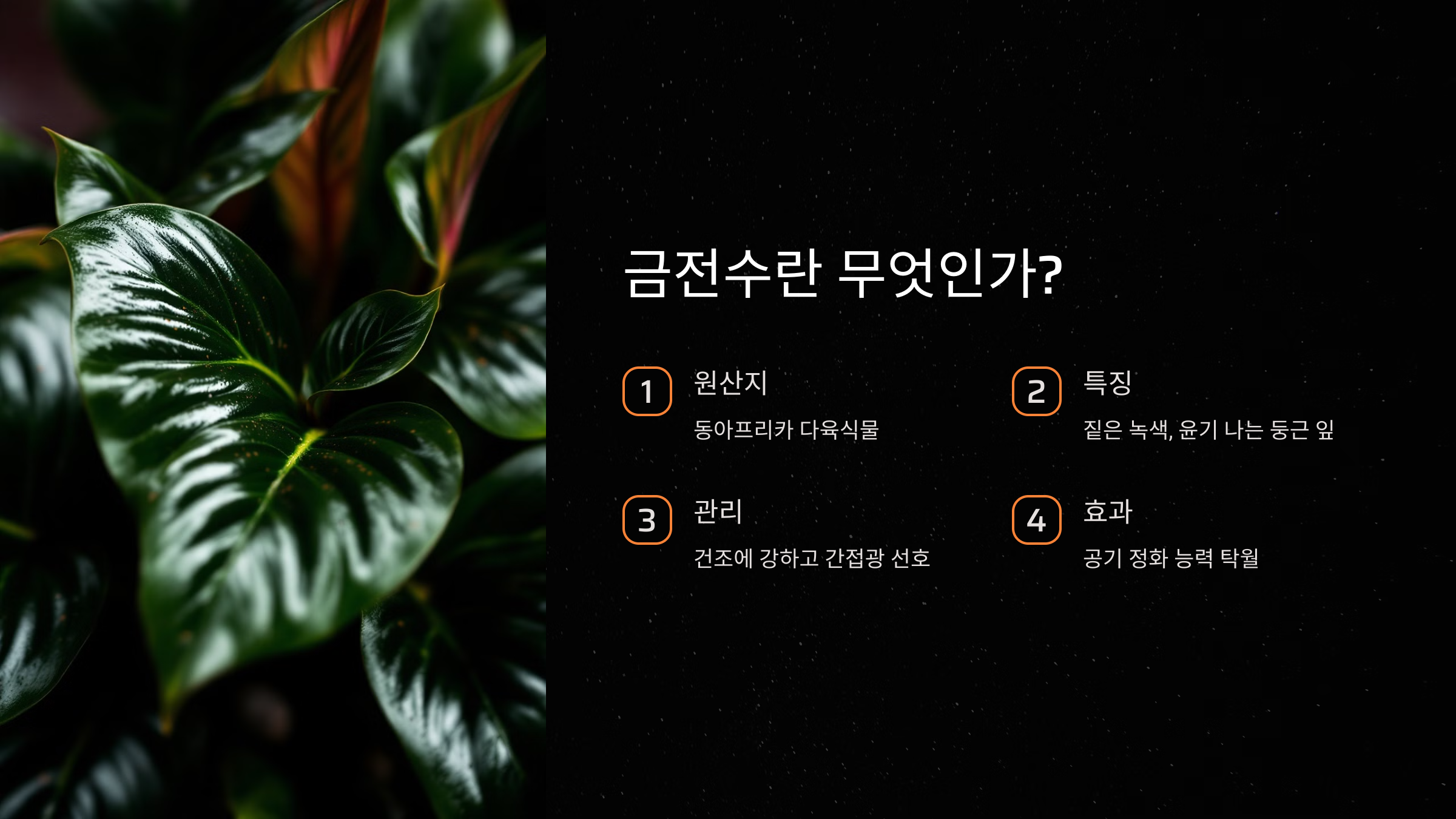 금전수란 무엇인가?