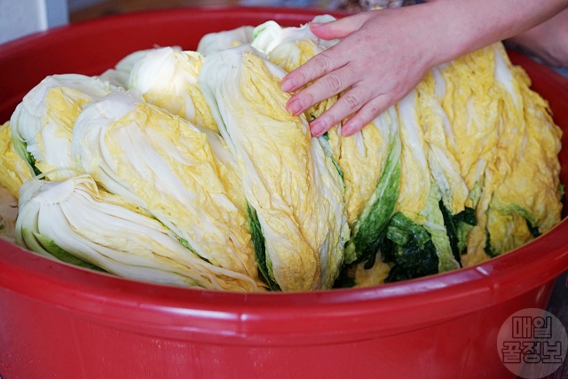 맛있는 김장배추 고르는법,절임배추 고르기 가격,김장 김치,김치냉장고