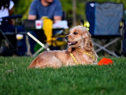 양평 용문산 산나물 축제