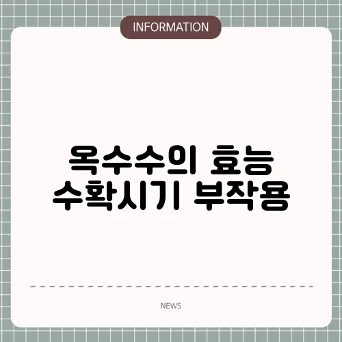옥수수의 효능 수확시기 부작용
