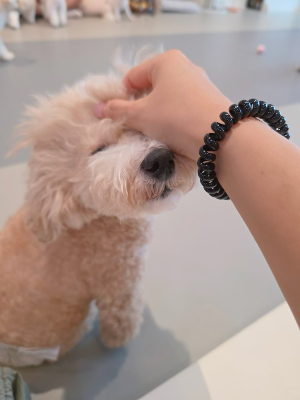 초보 반려인이 가장 많이 하는 실수