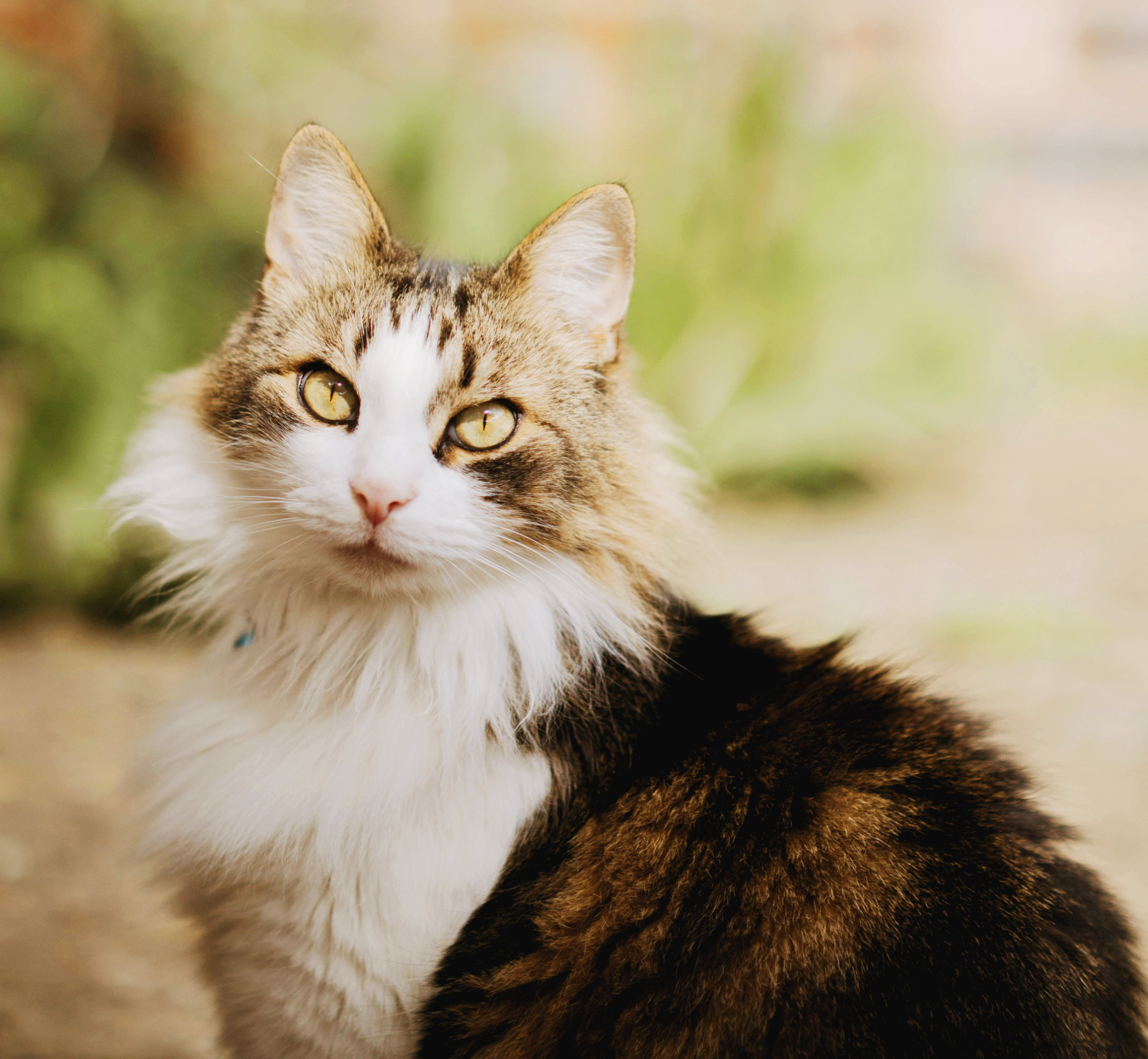 반려동물의 감각 민감체질(하이퍼센서티브)의 구조적 특징과 보호자가 이해해야 할 반응 메커니즘