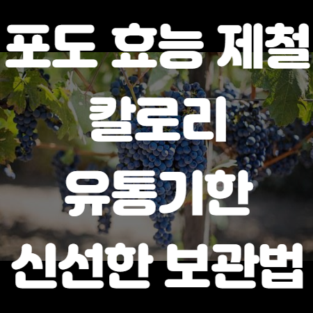 포도 효능