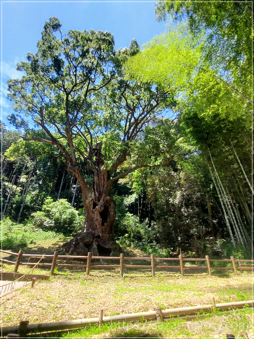 타케오신사 3000년 된 녹나무
