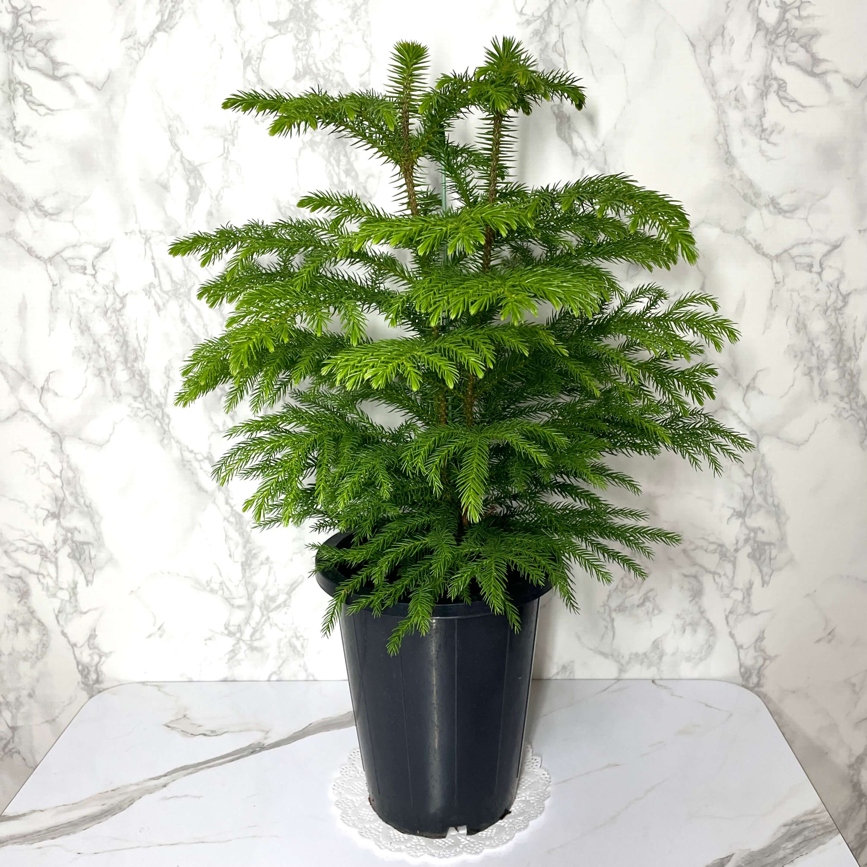 아라우카리아 키우기