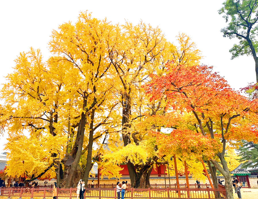 성균관대학교 명륜당