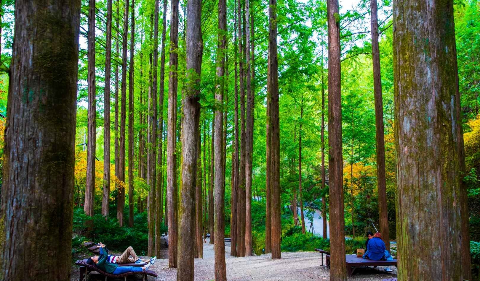 대전 장태산 자연휴양림